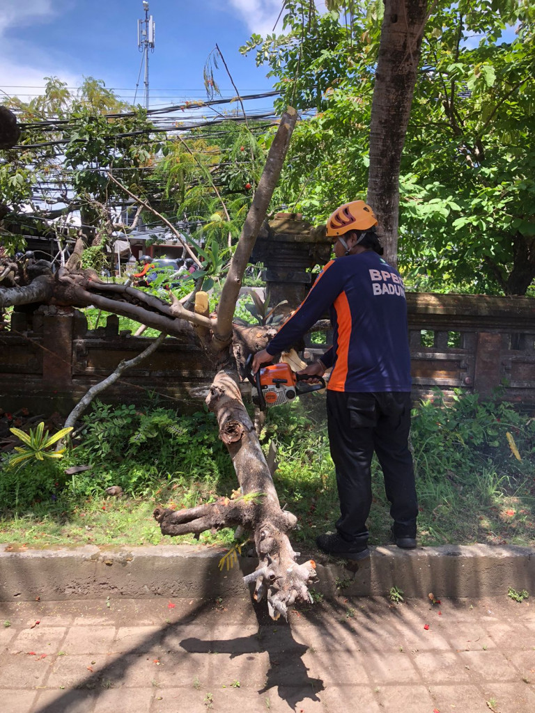 Pohon Tumbang di Sekolah SLBN 1, Kelurahan Jimbaran, Kecamatan Kuta Selatan Tanggal 06 Desember 2023